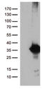 DnaJ Heat Shock Protein Family (Hsp40) Member C27 antibody, LS-C795752, Lifespan Biosciences, Western Blot image 