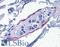 Synaptopodin antibody, LS-B5353, Lifespan Biosciences, Immunohistochemistry paraffin image 