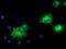 Bmk1 antibody, NBP2-03371, Novus Biologicals, Immunocytochemistry image 