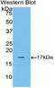 Galectin 9B antibody, LS-C299353, Lifespan Biosciences, Western Blot image 