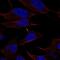 Cerebellin 4 Precursor antibody, NBP2-68696, Novus Biologicals, Immunocytochemistry image 