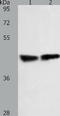Relaxin-3 receptor 2 antibody, TA321995, Origene, Western Blot image 