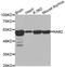 NAB2 antibody, LS-C332023, Lifespan Biosciences, Western Blot image 