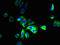 Solute carrier family 12 member 9 antibody, LS-C379422, Lifespan Biosciences, Immunofluorescence image 
