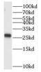 COP9 Signalosome Subunit 9 antibody, FNab05467, FineTest, Western Blot image 