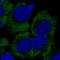 GRB10 Interacting GYF Protein 2 antibody, PA5-65646, Invitrogen Antibodies, Immunofluorescence image 