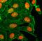 Histone H3 antibody, NBP2-61538, Novus Biologicals, Immunofluorescence image 