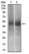 GAPDH antibody, orb248123, Biorbyt, Western Blot image 