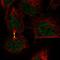 Aurora Kinase B antibody, HPA037708, Atlas Antibodies, Immunocytochemistry image 