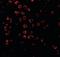 BAG family molecular chaperone regulator 4 antibody, orb86681, Biorbyt, Immunofluorescence image 