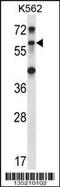 Tripartite Motif Containing 27 antibody, 58-074, ProSci, Western Blot image 