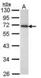 PRV-1 antibody, GTX113989, GeneTex, Western Blot image 