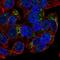 Growth Differentiation Factor 15 antibody, HPA070957, Atlas Antibodies, Immunofluorescence image 