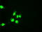 HNF-6 antibody, TA500196, Origene, Immunofluorescence image 