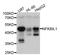 NFKB Inhibitor Like 1 antibody, abx126249, Abbexa, Western Blot image 