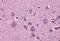 Netrin G2 antibody, MBS245544, MyBioSource, Immunohistochemistry paraffin image 