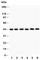 CD25 antibody, R30839, NSJ Bioreagents, Western Blot image 