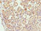 Lysozyme G1 antibody, orb355507, Biorbyt, Immunohistochemistry paraffin image 