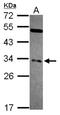 HAP3 antibody, NBP2-19534, Novus Biologicals, Western Blot image 