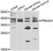 Protein Kinase AMP-Activated Non-Catalytic Subunit Gamma 1 antibody, orb247883, Biorbyt, Western Blot image 