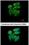 Serine/threonine-protein kinase PAK 1 antibody, PA5-29224, Invitrogen Antibodies, Immunofluorescence image 