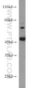 Beta-1,3-N-Acetylgalactosaminyltransferase 2 antibody, 17142-1-AP, Proteintech Group, Western Blot image 