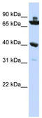 Chromosome 7 Open Reading Frame 31 antibody, TA340318, Origene, Western Blot image 