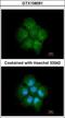 Tankyrase 1 Binding Protein 1 antibody, GTX108091, GeneTex, Immunocytochemistry image 