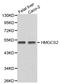 Hydroxymethylglutaryl-CoA synthase, mitochondrial antibody, TA332406, Origene, Western Blot image 