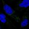 Mitochondrial Ribosomal Protein S34 antibody, PA5-59872, Invitrogen Antibodies, Immunofluorescence image 