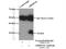 Abhydrolase Domain Containing 14A antibody, 19419-1-AP, Proteintech Group, Immunoprecipitation image 