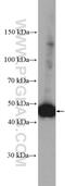 Flotillin 1 antibody, 15571-1-AP, Proteintech Group, Western Blot image 