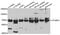 Syntaxin Binding Protein 3 antibody, A08994, Boster Biological Technology, Western Blot image 