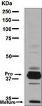 MEP antibody, ab133641, Abcam, Western Blot image 