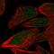 PR/SET Domain 12 antibody, HPA043143, Atlas Antibodies, Immunofluorescence image 