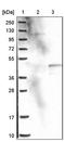 Phosphatidylinositol Specific Phospholipase C X Domain Containing 1 antibody, PA5-52470, Invitrogen Antibodies, Western Blot image 
