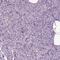 Spermatogenesis Associated 17 antibody, HPA030099, Atlas Antibodies, Immunohistochemistry frozen image 