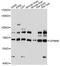 HGFIN antibody, LS-C749273, Lifespan Biosciences, Western Blot image 