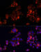 Beta-1,4-Galactosyltransferase 4 antibody, 15-668, ProSci, Immunofluorescence image 