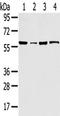 Tripartite motif-containing protein 35 antibody, TA350504, Origene, Western Blot image 