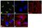 USO1 Vesicle Transport Factor antibody, PA1-006, Invitrogen Antibodies, Immunofluorescence image 