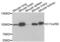 Protein EMSY antibody, PA5-76850, Invitrogen Antibodies, Western Blot image 
