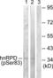 Heterogeneous Nuclear Ribonucleoprotein D antibody, LS-C199072, Lifespan Biosciences, Western Blot image 