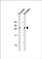 BPI Fold Containing Family A Member 3 antibody, PA5-49470, Invitrogen Antibodies, Western Blot image 