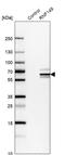 Ring Finger Protein 149 antibody, HPA011424, Atlas Antibodies, Western Blot image 