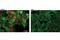 Nanog Homeobox antibody, 8750S, Cell Signaling Technology, Immunocytochemistry image 