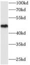 Gamma-enolase antibody, FNab05867, FineTest, Western Blot image 