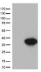 Syntaxin 1A antibody, LS-C793139, Lifespan Biosciences, Western Blot image 