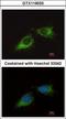 Mitochondrial Ribosomal Protein S23 antibody, GTX119033, GeneTex, Immunocytochemistry image 