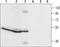 ORAI Calcium Release-Activated Calcium Modulator 1 antibody, TA328752, Origene, Western Blot image 